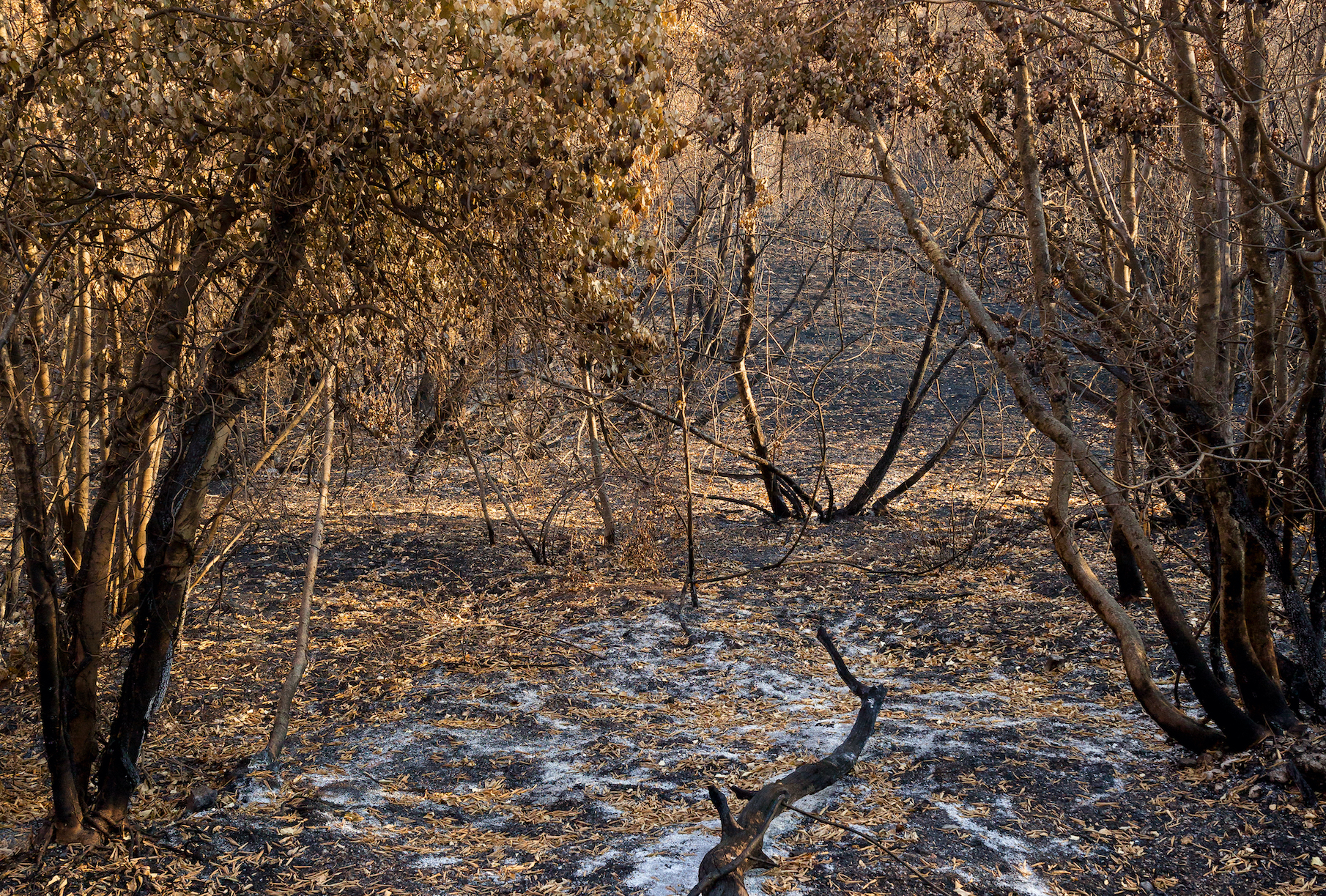 Immagine per Ambiente, Ronchi riunisce esperti e tecnici per tutelare il Carso